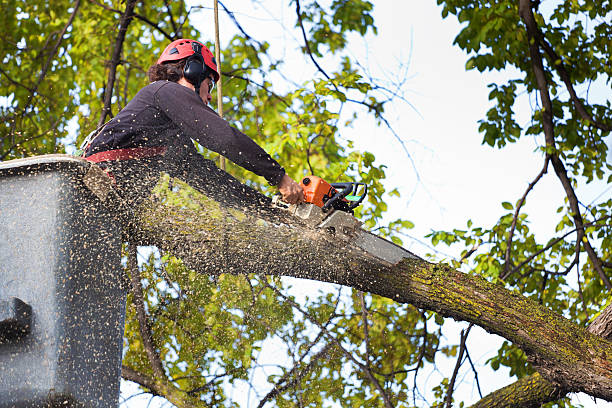 Best Dead Tree Removal  in Benjamin, UT